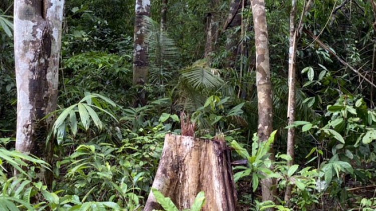 Kon Tum: Yă broă mus kơl dơm chi tìs mờ adat boh lam gơlik geh tàm kơnhoàl Sa Thầy