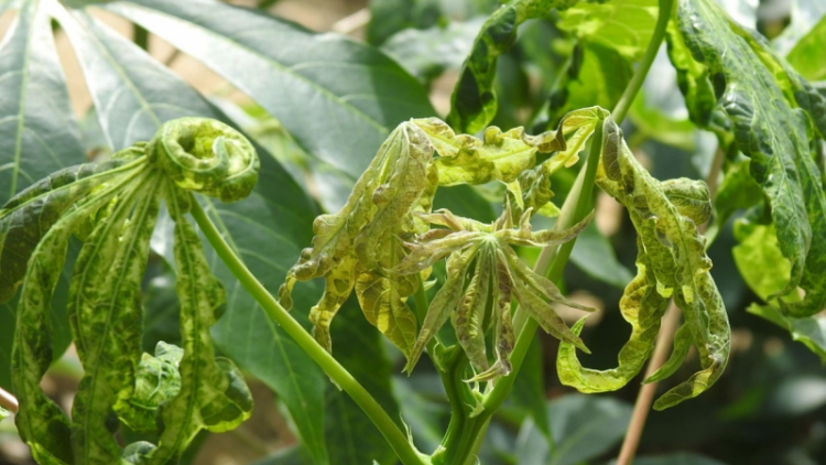 Kon Tum: Ờ tơl bùm blàng ai hìu măi lơh ƀòk in