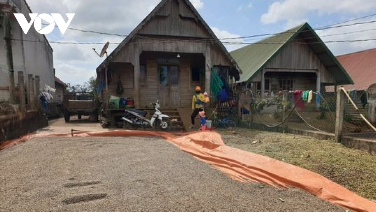 Lơh broă sa Tây Nguyên nam 2021- tềl kah “tơmàn dolar” ờ bơta kwơ bơh lơh bal dê