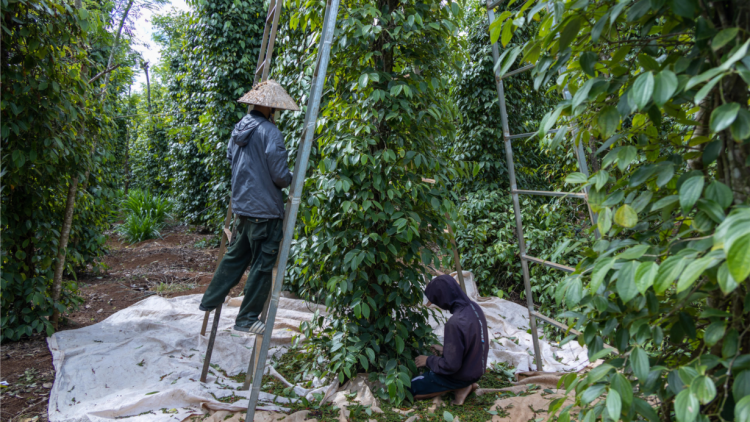 Dăk Lăk: Tiêu ờ geh tơnhào, cau tam gơtìp kal ke