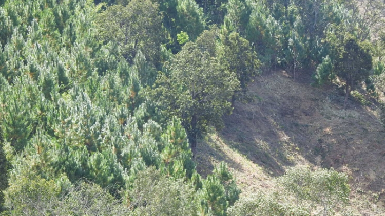 Tơngai prăng duh: Kon Tum sơlơ tơnguh broă atbồ, sền gàr brê