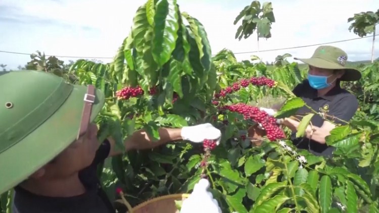 Gia Lai: Lơh bal lơh sa nàng tơnguh bơta kwơ kơphe