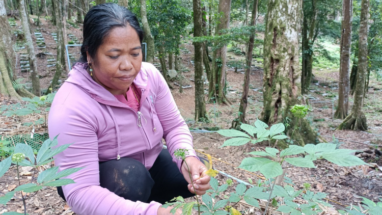 Kon Tum: Kòp lơh aniai tàm tòm kơnuh sơnơm Ngọc Linh gơtờp tàm uă tiah