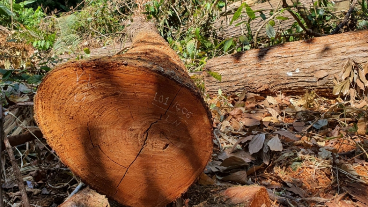 Càr Kon Tum sồr kơryan jơnau mus kơl brê gơbàn tàm kơnhoàl Kon Plông