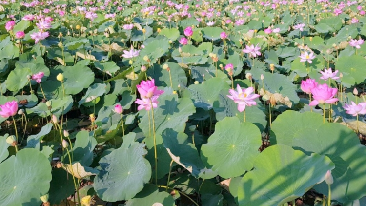 Dơ̆ lơh chờ Sen Đồng Tháp nàng kờñ ngui niam bơta kwơ lơh sa bơh Sen