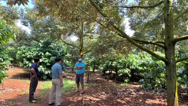 Cau lơh broă sa mờ mpồl lơh sa kă bro Tây Nguyên lơh bal ai phan lơh geh bơh sươn sre tăc mờ dunia