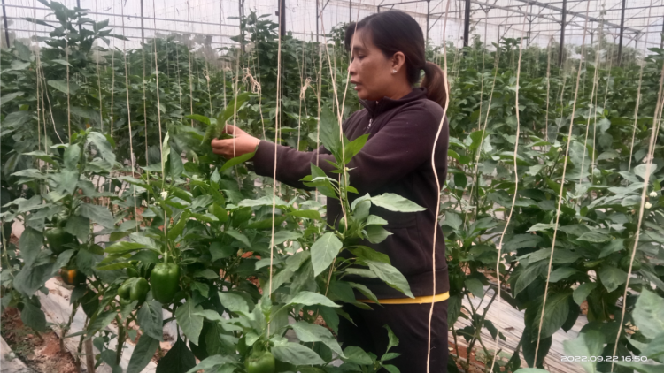 Broă bơtàu tơnguh pràn bơh cau ùr kòn cau tàm Lâm Hà, càr Lâm Đồng dê