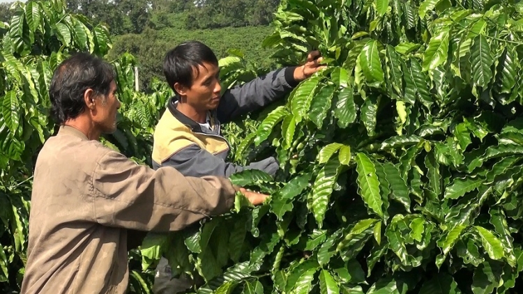 Gialai: Tam klac bal hìu nhă cau Yoan mờ cau kòn cau – Bơta pơn rơ niam tàm srơh tơn jơh jơgloh tơmù r[ah