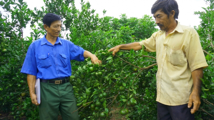 Dak Lak: {on lan Krông Buk tâm rlong pah kan jan sa tăch rgâl jăp blău