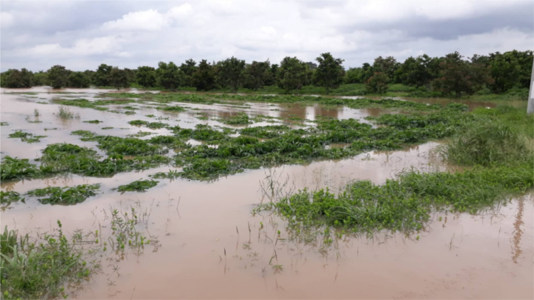 Rdâk njêng nkual [on lan mhe ta nkuăl n’har bri Ea Sup (Dak Lak): {on lan tâm ban u\ch, yơn jêr ma dơi [ư.
