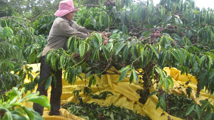 Gia Lai: Rnoh cà phê jur thuk