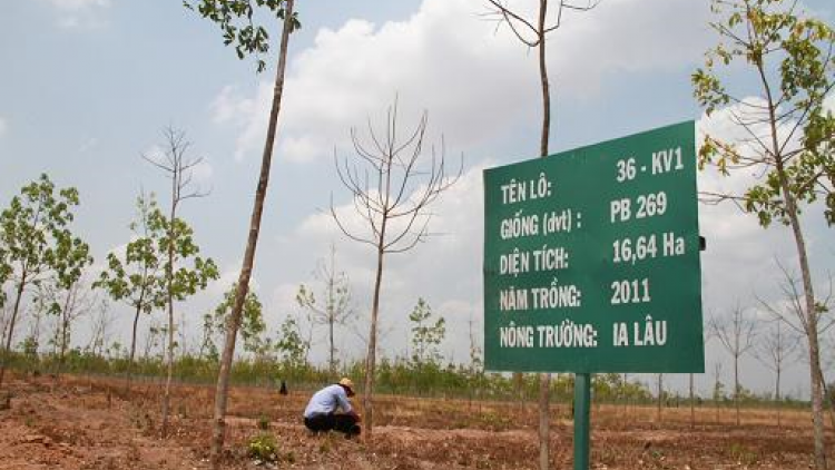 12 rbăn ha cao su bri mô jêng mô lah khi\t, Gia Lai dăn ntrơn.