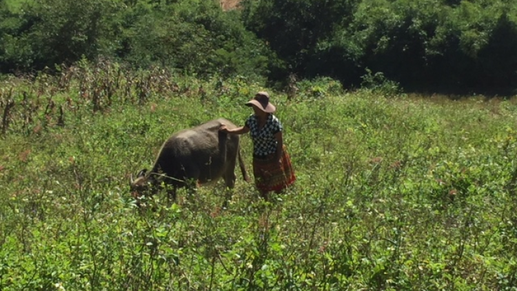 Dak Lak: Nău kh^t nglang phah thôn ach o Giang Đông