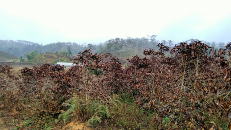 Âk rhiăng ha neh tuch tăm ta Lâm Đồng roh dơm yor ngom chiăt boh.