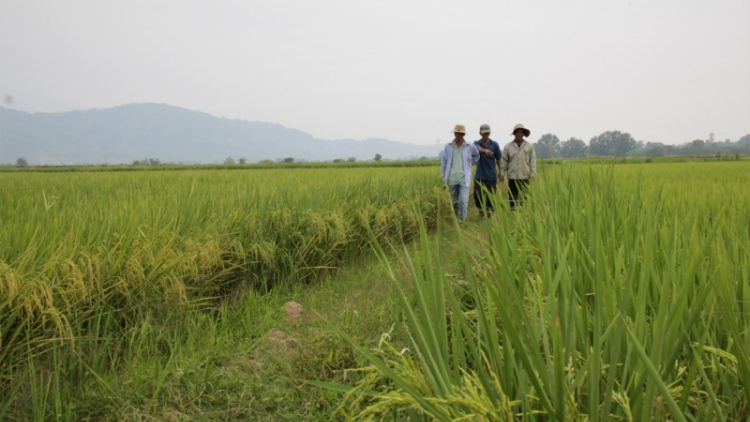 Dak lak: Ndơ OCOP hao khlay ndơ lŏ mir