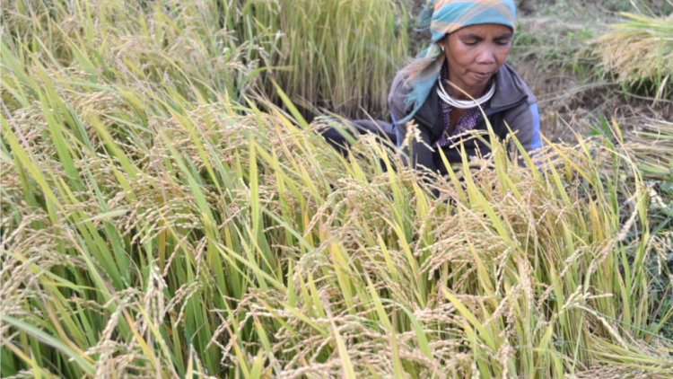 Gia Lai: Nsrôih n’huch ach o ta nkual rnoi đê|.