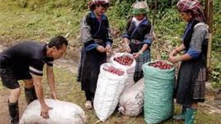 HĐND tỉnh Sơn La tso tơưv Nghị quyết lok tsênhv chêi paz huôv tsar hợp tác xã chos ntông nox txir hnuz 19.5.2017