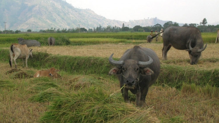 Xor xưv faz Bắc hnuz 15-5-2017