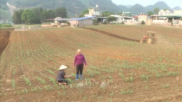 Tsaz yênhx nta suôz luk Hmôngz hnuz 13-5-2019