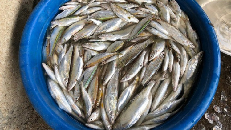 Tsaz yênhx nta suôz lul Hmôngz hnuz 02-11-2019