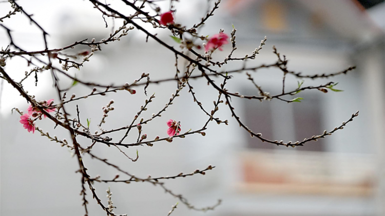 Bài Then: TỔNG NÀ CÚA ĐẢNG