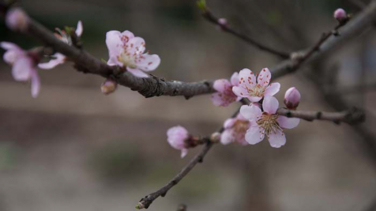 LIÊN KHÚC THEN_ Tốp nữ Đoàn Nghệ thuật Lạng Sơn