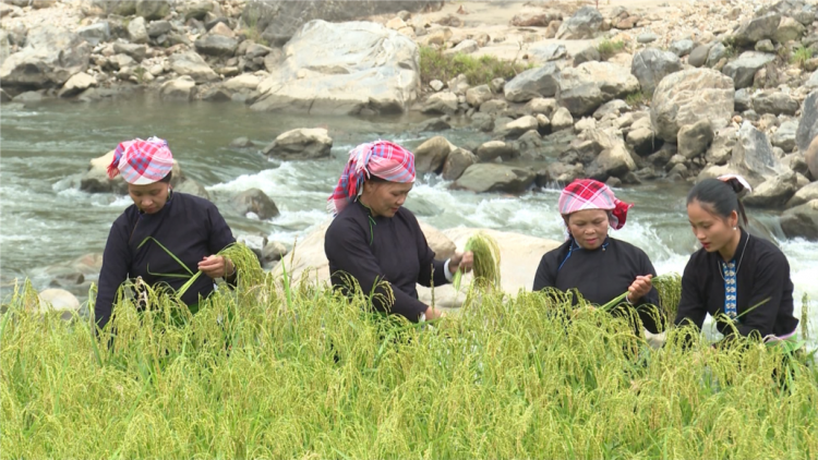 HOM VAN KHẨU MẨU KHẢU TAN ĐÓN