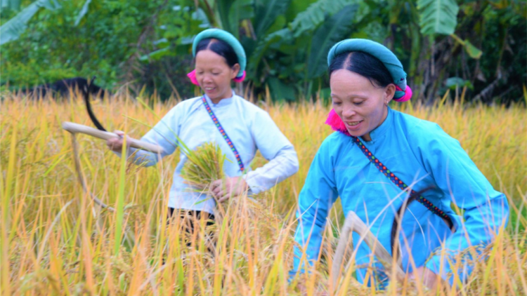 CẦN SÁN CHỈ DÚ TIN PHJA CAO LY