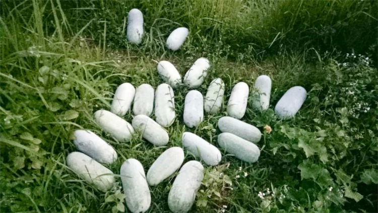 CAO BẰNG: PỈ NOỌNG CHẬP LAI DƯỞNG KHỎ NHOÒNG NẮM KHAI ĐẢY PHẲC MOONG HOM