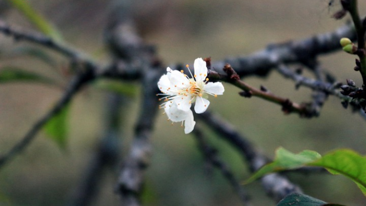 Then cổ: LOỌNG LỪA