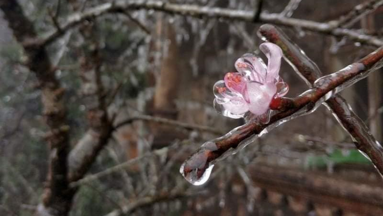 Phong slư: ĐÀI HẨỬ MỌI VẰN XUÂN HẠNH PHÚC