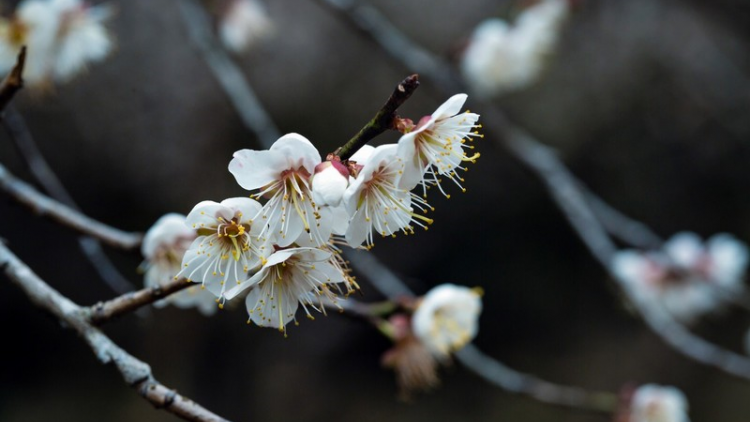 CHƯƠNG TRÌNH KHAY HENG TIỂNG TÀY NÙNG (Thứ Hai – Vằn 21/02/2022)