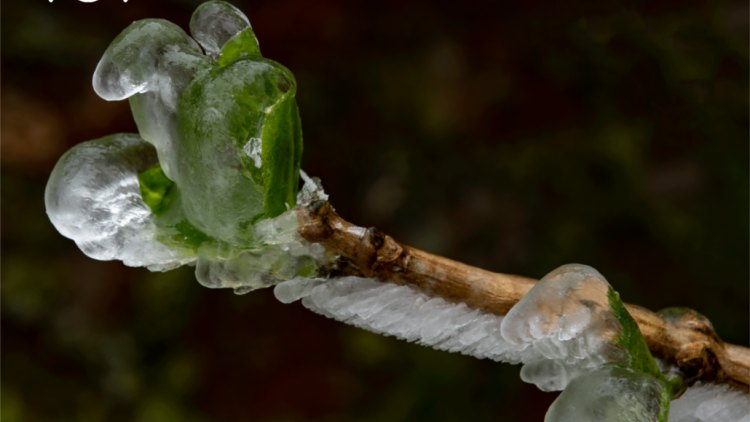 CHƯƠNG TRÌNH KHAY HENG TIỂNG TÀY-NÙNG (Thứ 4-Vằn 2/3/2022)