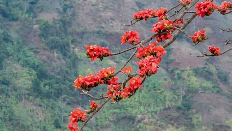 Dá hai: VẰN XUÂN