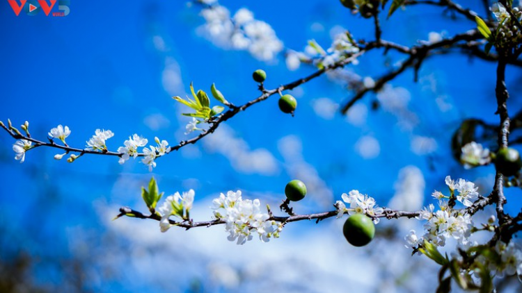 CHƯƠNG TRÌNH KHAY HENG TIỂNG TÀY-NÙNG (Thứ 6- Vằn xo 1 bươn 4 pi 2022)