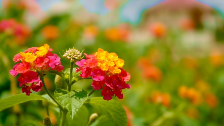 CHƯƠNG TRÌNH KHAY HENG TIỂNG TÀY-NÙNG (Thứ Bảy- Vằn 28/5/2022)