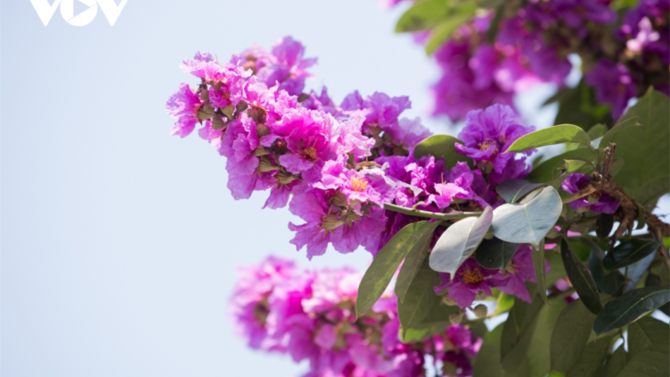 CHƯƠNG TRÌNH KHAY HENG TIỂNG TÀY-NÙNG (Thứ Tư – Vằn 25/5/2022)