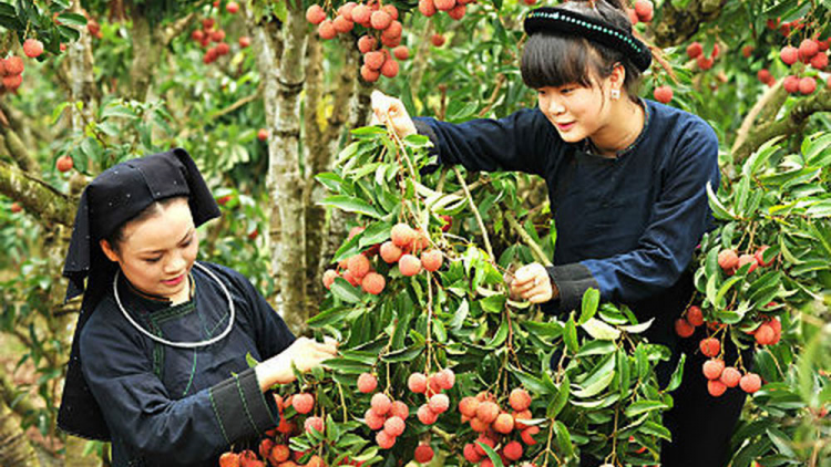 CHƯƠNG TRÌNH KHAY HENG TIỂNG TÀY-NÙNG (Thứ 6- Vằn 15/7/2022)