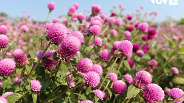 CHƯƠNG TRÌNH KHAY HENG TIỂNG TÀY-NÙNG (Thứ Ba- Vằn xo 2/8/2022)