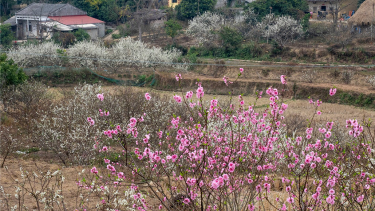 CHƯƠNG TRÌNH KHAY HENG TIỂNG TÀY-NÙNG (Thứ Năm- Vằn 10 bươn 2 pi 2022)