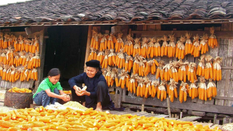 CHƯƠNG TRÌNH KHAY HENG TIỂNG TÀY - NÙNG (Thứ 4- Vằn 12 bươn 1 pi 2022)