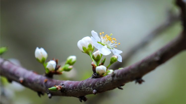 CHƯƠNG TRÌNH KHAY HENG TIỂNG TÀY - NÙNG (Thứ Ba- Vằn xo 8 bươn 2 pi 2022)
