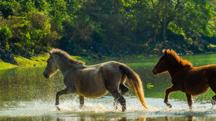 CHƯƠNG TRÌNH KHAY HENG TIỂNG TÀY - NÙNG (Thứ Sáu- Vằn 25 bươn 3 pi 2022)