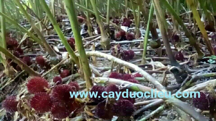 ꪹꪊꪉ ꪊꪉꪲ ꪠꪱꪒ ꪵꪖꪉ ꪁꪫꪱꪣ ꪼꪕ ꪖ ꪳ3 ꪣꪳ 24 ꪁꪾ  ꪹꪚꪙ 4 ꪜꪲ 2018