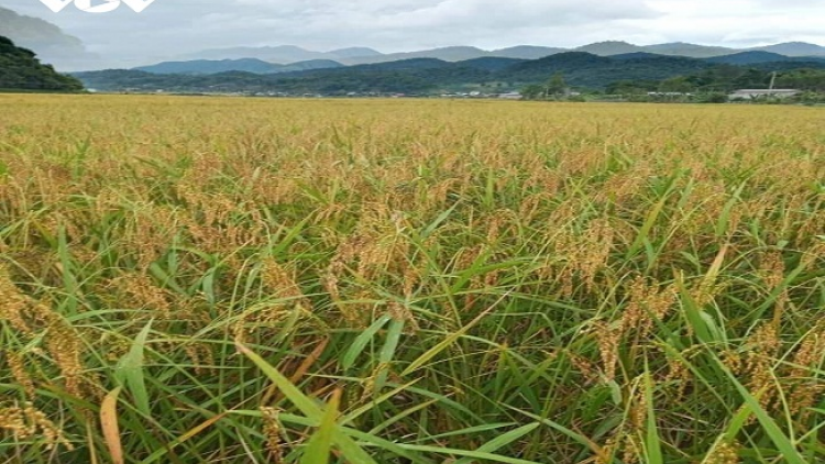 Chương trình phát thanh quam Tay thứ 4 mự 17 căm bườn 02 pì 2021