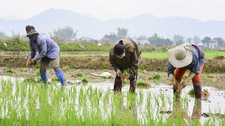 Quam kháo phổng Tày Bắc thứ 5 mự 25 căm bườn 02 pì 2021