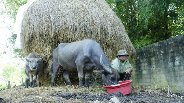 Ngon tô thứ 3 mự 7 căm  bườn 9 pì 2021 – Lai Châu: po hay me na dệt hăng té luông dệt dượn kinh tế lài tàng