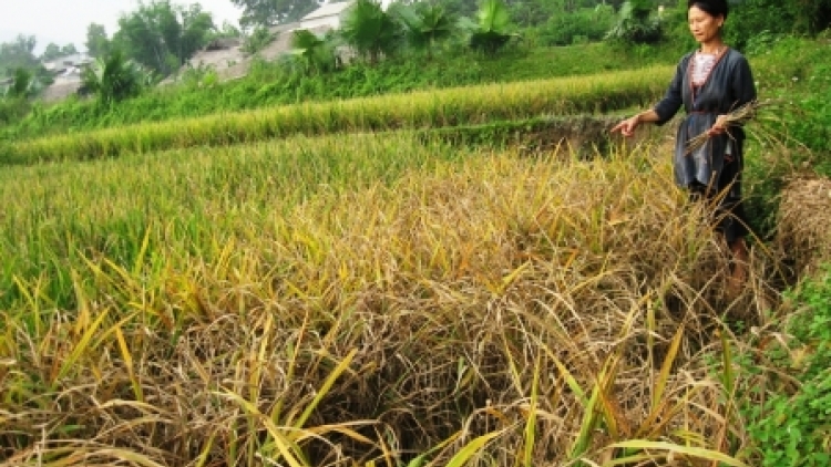 Lạm dụng thuốc bảo vệ thực vật