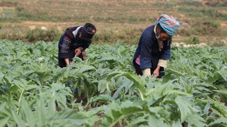 Sa Pa phát triển cây a-ti-sô