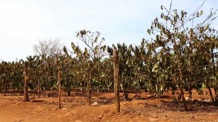 Kinh tế Tây Nguyên phụ thuộc nhiều vào thời tiết